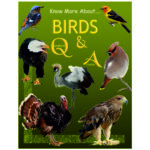 know-more-about-birds