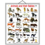 educational-chart-animals-and-their-babies