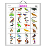 educational-chart-birds