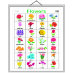 educational-chart-flowers