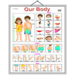 educational-chart-our-body