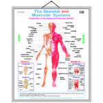 educational-chart-the-skeletal-and-muscular-systems