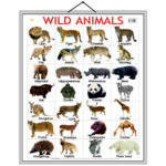 educational-chart-wild-animals