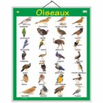 educational-chart-birds-in-french