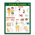 educational-chart-human-body-in-french